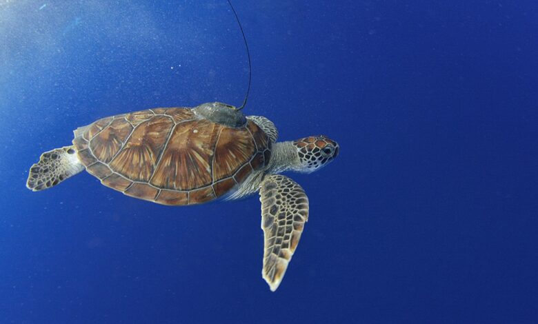 Sea Turtles Can Aid Scientists Map Under-Ocean Seagrass in an Attempt to Conserve Marine Ecology