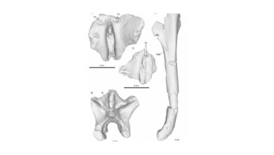 Advanced 3D Fossil Scans Provide Clues to the Origins of Bipedalism in Human Evolution