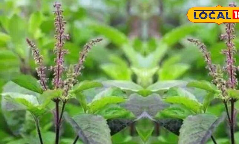 Basil and black pepper natural remedy for relief from fever, cough, allergy, stomach ache and gas. – News18 हिंदी