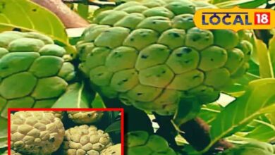 Benefits Custard Apple in winter sitafal ke fayde sa – News18 हिंदी