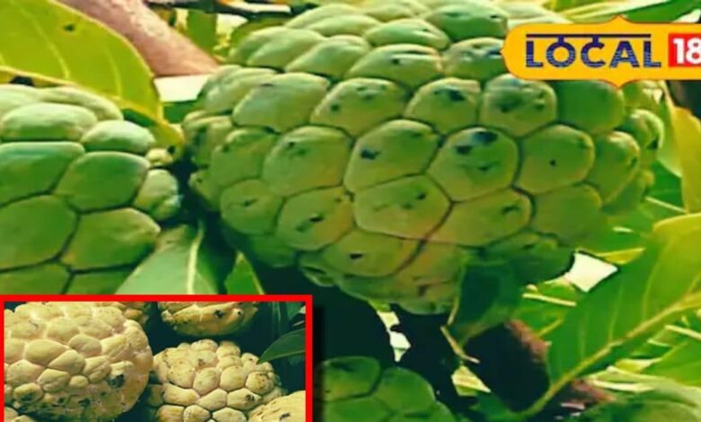 Benefits Custard Apple in winter sitafal ke fayde sa – News18 हिंदी