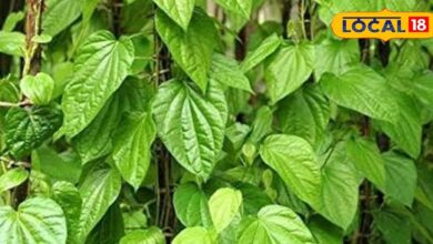 Betel leaf is very beneficial, it is considered for these diseases in Ayurveda – News18 हिंदी