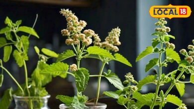 Health Tips Ayurveda Home Remedies Tulsi Giloy Benefits in Winter sa