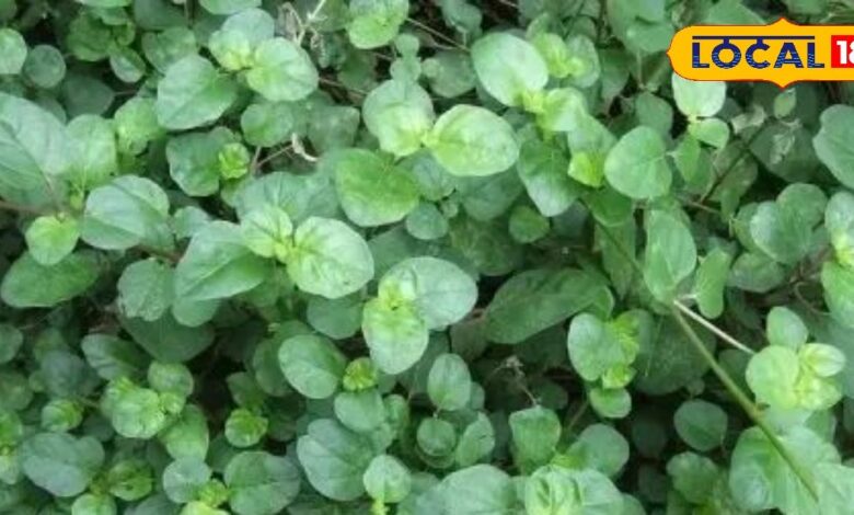 Health Tips: त्वचा को जवां बनाए रखने में संजीवनी सामान है यह पौधा, इसकी पत्तियां और जड़ों के सेवन से फोड़े-फुंसी हो जाते हैं गायब
