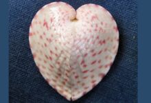 Heart-Shaped Clams Channel Sunlight Using Fiber Optic-Like Structures, Says Study