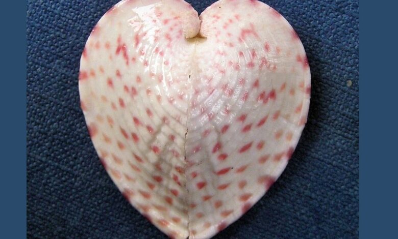 Heart-Shaped Clams Channel Sunlight Using Fiber Optic-Like Structures, Says Study