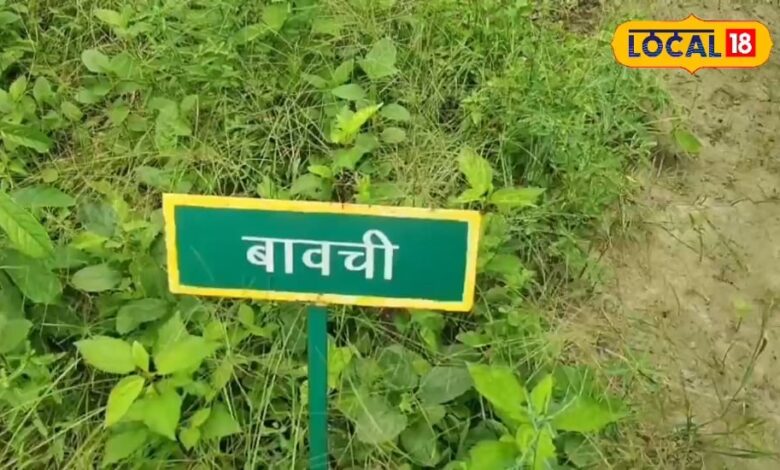 Lifestyle health bavchi is full of medicinal properties effective in cough swelling skin related diseases