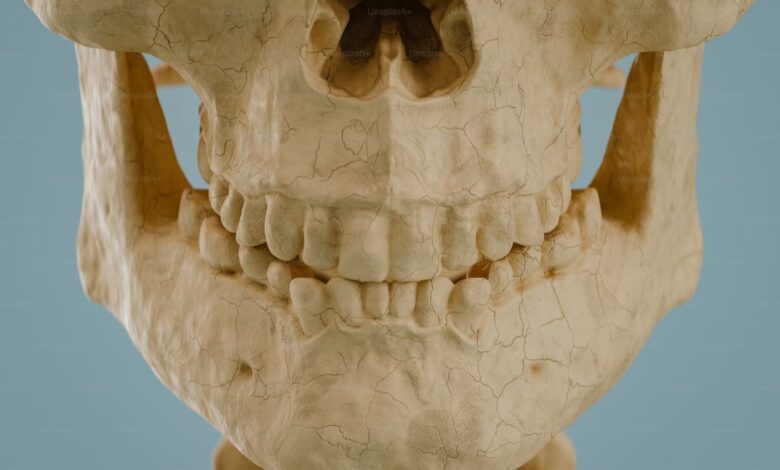 New Child Fossil Teeth Reveal Why Humans Developed an Unusually Long Childhood