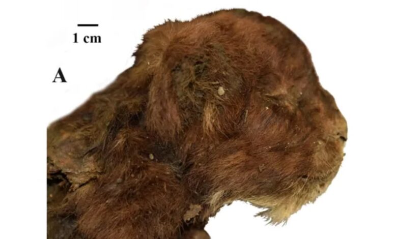 Saber-Toothed Kitten Preserved for 37,000 Years Found in Siberian Ice