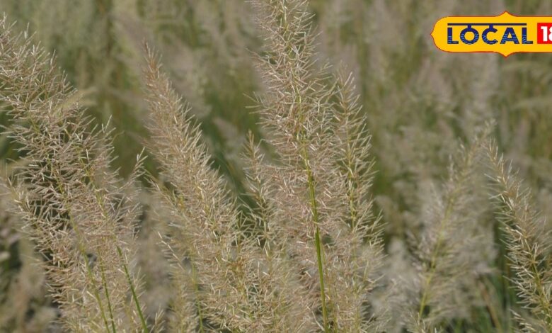 This flower growing in rural areas gives the message of arrival of winter season – News18 हिंदी