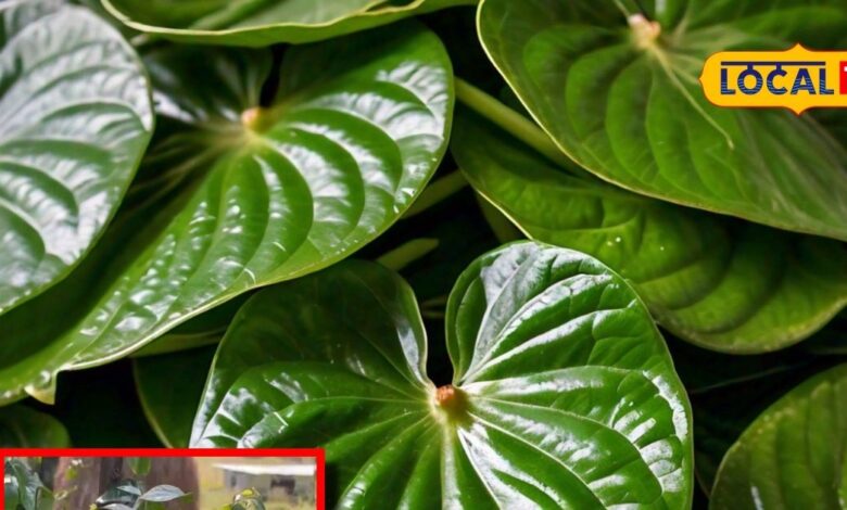 benefits betel leaf properties paan ke patte ke fayde SA