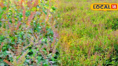 farmers of Bharatpur Cultivate medicinal plant Tulsi earn money throughout the year