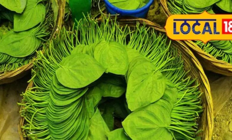 health benefits of betel leaf digestion skin allergy treatment sa – News18 हिंदी
