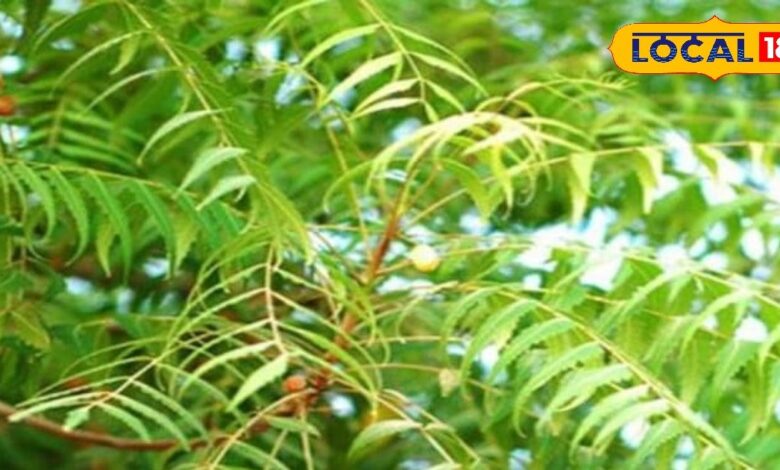 immense-benefits-of-neem-tree-helps-in-all-sort-of-life-from-health-to-religion - News18 हिंदी