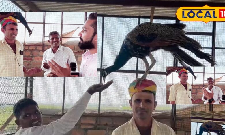 peacock-with-unique-style-eats-food-sitting-on-the-head-and-drinks-milk-instead-of-water - News18 हिंदी