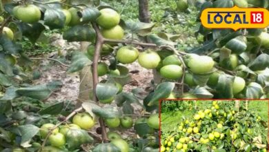 right method of Cultivation apple plum earn Rs 10 lakh annually from 5 bigha farm – News18 हिंदी