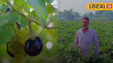 successful eggplant farming story bharatpur modern techniques benefits sa