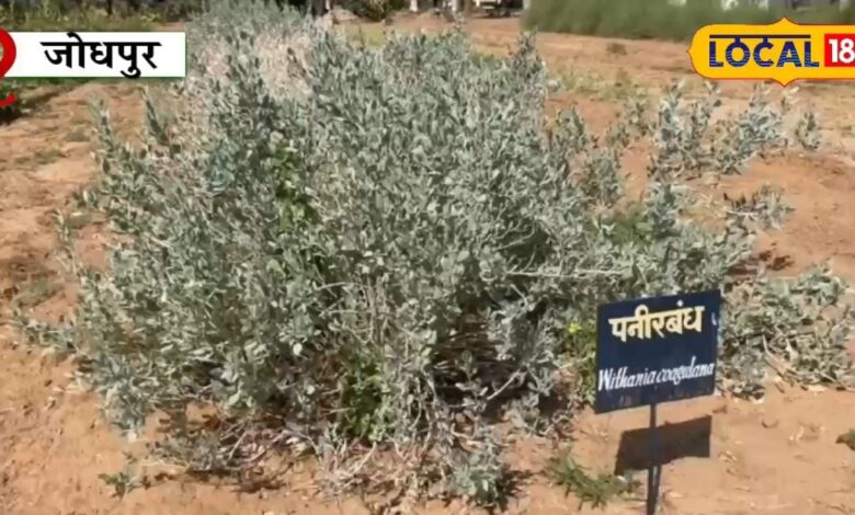 इस झाड़ी वाले पौधे के फूलों से बनता है पनीर, ब्लड शुगर को करे कंट्रोल और सर्दी-जुकाम में लाभकारी