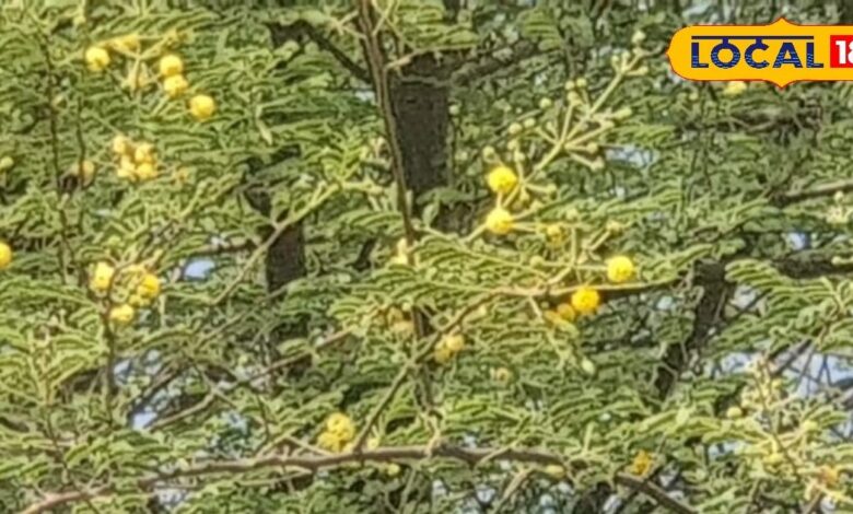 इस पीले फूल में छिपे हैं रहस्यमयी गुण! फल, पत्ती, छाल...सभी दवाइयों का खजाना
