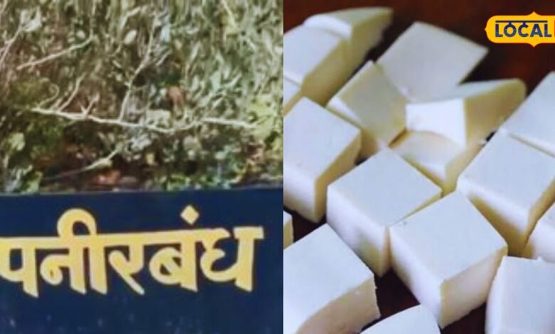 इस पौधे का कमाल! दूध को पनीर में देता है बदल, देखें तस्वीरें – News18 हिंदी