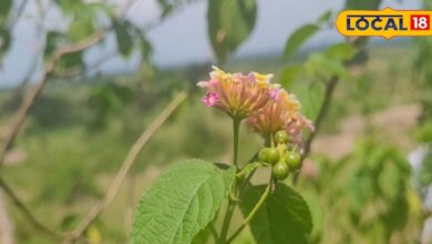 औषधीय गुणों से भरपूर होता है यह पौधा, अस्थमा, ब्रोंकाइटिस और साइनस जैसी समस्याओं में लाभकारी – News18 हिंदी