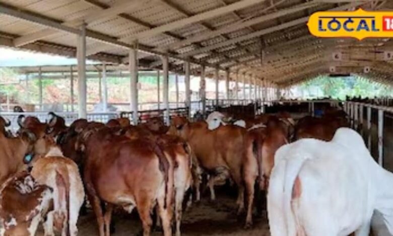 गौशाला में हाईटेक सिस्टम, गर्मियों में लगे थे पंखे, अब सर्दियों में उड़ाए जाएंगे कंबल, पानी पर खर्च हुए 1 लाख रुपए