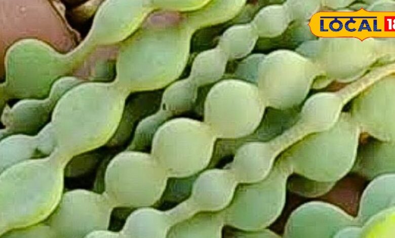 जंगली पेड़ की ये फली आयुर्वेद का खजाना! मसूड़े-दांतों की समस्या के लिए कारगर