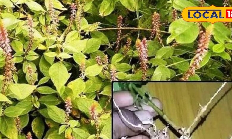 बहुत ही चमत्कारी है ये जंगली घास, मलेरिया बुखार में कारगर, पेशाब की समस्या करे दूर! त्वचा के लिए रामबाण