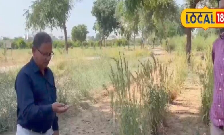 महकाने के साथ हर दर्द की दवा है यह घास, त्वचा रोग और हड्डियों के लिए कमाल, परफ्यूम बनाने के आती है काम