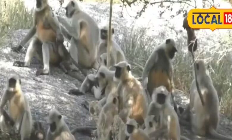 राजस्थान के पाली में इंसानियत की मिसाल, फंसे बंदरों के लिए ग्रामीणों का अनोखा प्रयास