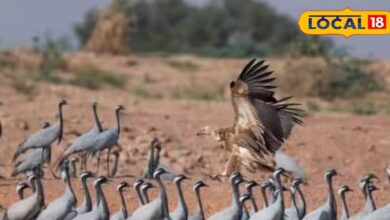 राजस्थान पहुंचने लगा है साइबेरियन बर्ड, यहां बनाया है आसियाना