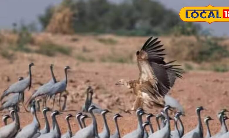 राजस्थान पहुंचने लगा है साइबेरियन बर्ड, यहां बनाया है आसियाना