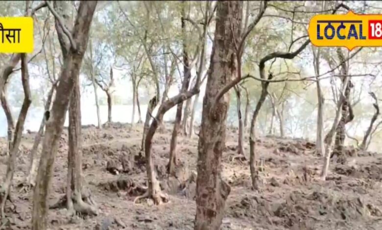 दौसा में एक ऐसी पहाड़ी जिस पर एक रात में बड़े हो जाते हैं धोक के पेड़, खाने पर बीमार पड़ जाते हैं जानवर!