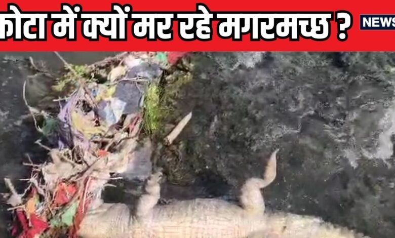 कोटा में क्यों मर रहे हैं मगरमच्छ, 4 दिन में चार की रहस्यमयी मौत से उठा पर्दा, साइंटिस्ट ने बताया असली कारण