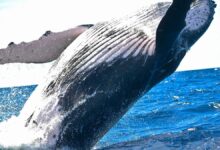 Humpback Whale’s Unprecedented 8,000-Mile Migration Shatters Records