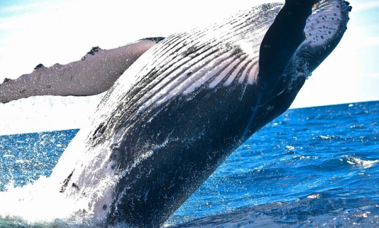 Humpback Whale’s Unprecedented 8,000-Mile Migration Shatters Records