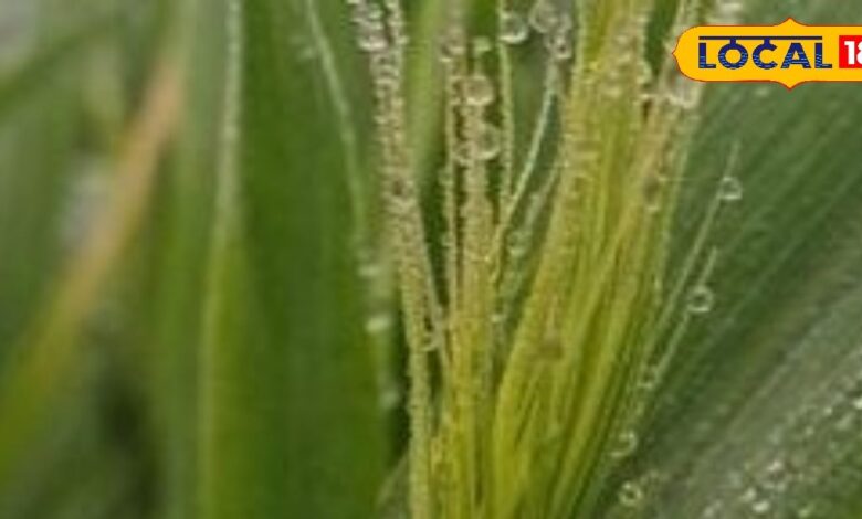 Rajasthan Weather: राजस्थान में सर्दी पसार रही पैर, -0.1 डिग्री तक पहुंचा पारा, कृषि विभाग ने जारी की एडवाइजरी
