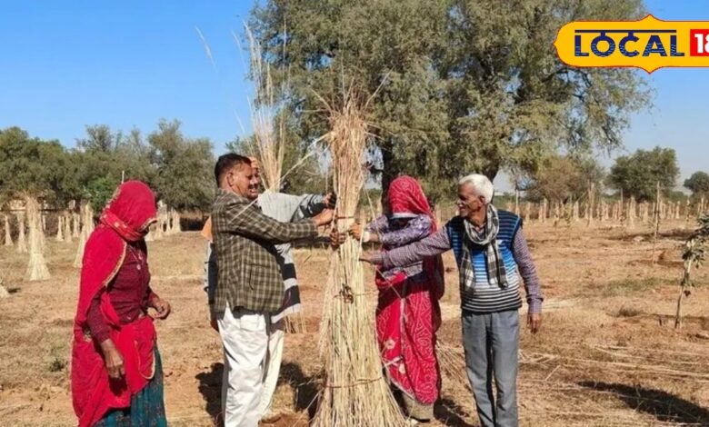 किसान शीतलहर और पाले से फसल को बचाने के लिए गंधक और थायो यूरिया का करें छिड़काव