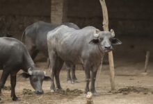 Gauhati High Court Bans Buffalo And Bulbul Fight During January