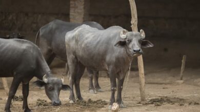 Gauhati High Court Bans Buffalo And Bulbul Fight During January