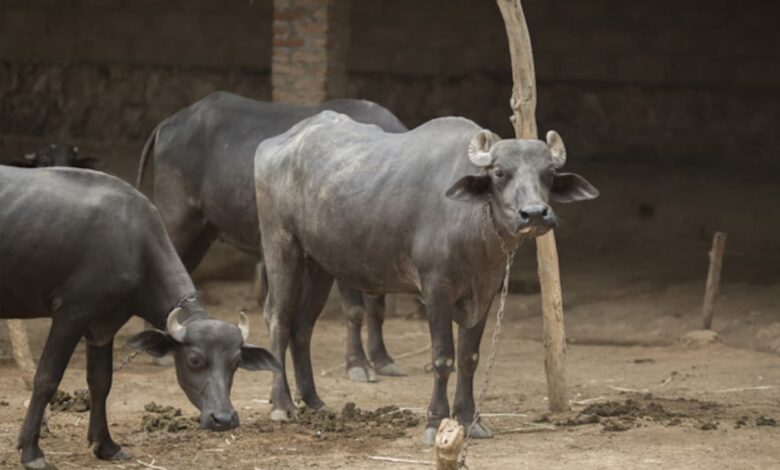 Gauhati High Court Bans Buffalo And Bulbul Fight During January