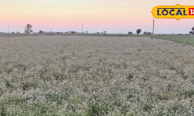 सर्दियों में फसल को नुकसान पहुुंचने का है खतरा, जान लें बचाव की कारगर विधि