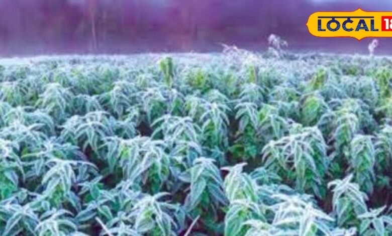 Crop Damage: आज ही अपनाएं ये तरीका, सर्दी से नहीं होगी फसल की बर्बादी, कम लागत में मिलेगा ज्यादा रिटर्न