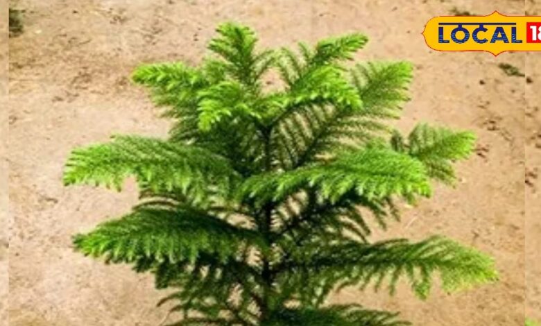 क्रिसमस डे के दिन पूजे जाने वाले इस पेड़ में देवी लक्ष्मी का वास! आयुर्वेद में भी कई बीमारियों का रामबाण इलाज
