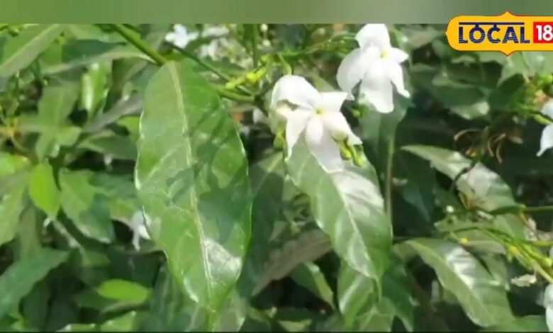 mogra flower news - News18 हिंदी