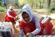 Forest department preparing 1 lakh 20 thousand plants in Dausa Use of wax to protect plant from winter