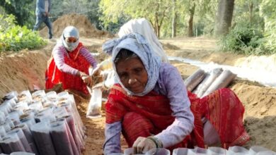 Forest department preparing 1 lakh 20 thousand plants in Dausa Use of wax to protect plant from winter