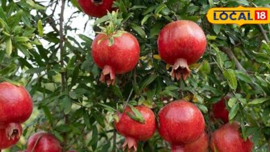 Pomegranate Farming: सिंदूरी अनार ने बदल दी रेतीले थार की तस्वीर, अब सालाना अरबों का होता है व्यापार