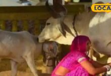 Animal Honor Scheme Rajasthan government will honor women cattle keepers give incentives up to 50 thousand