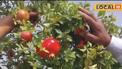 Farmer Award: जालौर के किसान ने कर दिया कमाल, अनार की खेती के लिए मिला 'मिलेनियर फार्मर ऑफ़ इंडिया अवॉर्ड'